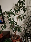 Fikus microkarpa bonsai