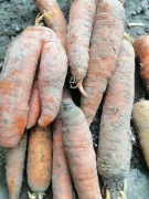 Marchew ekologiczna, korzeń, 1 kg