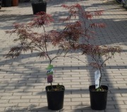 Klon palmowy 'Garnet' szczepiony na niskim pniu