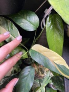 Epipremnum pinnatum variegata - piękne wybarwienie
