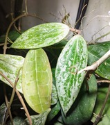 Hoya Macrophylla Rangsan - cięty szczyt