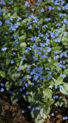 Brunera wielkolistna 
