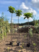 Katalpa Nana Catalpa, Surmia bignoniowa szczepione 1.5-2.3m