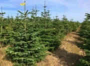 Jodła kaukaska 250 cm Hurt 80-300 cm 