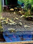 Black Fancy Tiger - krewetki poselekcyjne 30 sztuk