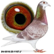 Młode 2026 para 35 oryg Rainer Puttmann Hurrican 51 x Olympic Rico