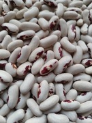 Fasolka z orzełkiem, fasola niepodległościowa 2025