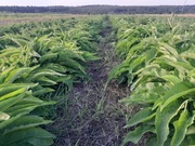 Żywokostu rosyjski 10 szt sadzonki booking 14  sadzonka unikatowa odmiana 