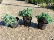 Jałowiec płożący łuskowaty BLUE CARPET C2