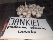 Czosnek wiosenny stara unikatowa odmiana Jankiel 20szt 