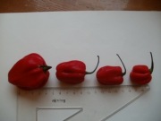  HABANERO Królowa ostrych papryk   Kapsaicyna -HOT