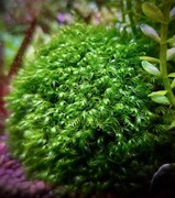 Fissidens fontanus, Mech Phoenix Moss, hodowla podwodna,