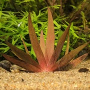 Mikołaj! Xyris sp. Red XXL piękna gwiazda, Większe sztuka 
