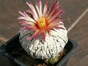 Astrophytum asterias cv. Super Kabuto Rainbow - 10 nasion