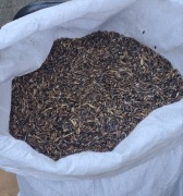 Owies czarny po centrali 25kg gniady 