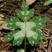 Czerpatka kanadyjska / Hydrophyllum canadense