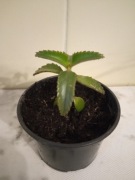 Żyworódka Daigremonta roślina w doniczce wysokość roślin 5-10cm