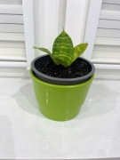 #kwiaty#sansewieria#