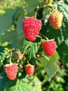 Malina liść maliny 50g