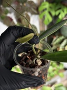 Hoya stoneana | hoja | sadzonka rosnąca