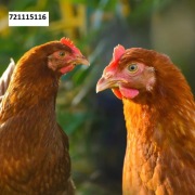 Kury Nioski Dowóz Gratis Detal/Hurt