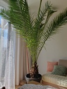 Palma królewska, kanaryjska daktylowa