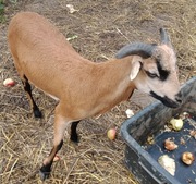 Owce kameruńskie tryk