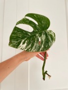 Monstera Variegata Albo pędówka sadzonka