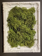 Żywy obraz - mech chrobotek