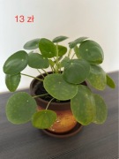 Pilea pieniążek rośliny domowe