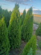 Tuja szmaragd 190/200 cm.