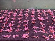 Blackweekend Kryptokoryna Flamingo Cryptocoryne