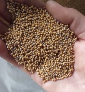 Gorczyca biała na poplon nasionach miododajna 10kg