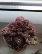 Primulina chirita Sinovietnamica 'Hanoi' botaniczna kolekcjonerska