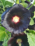 Malwa CZARNA  - Piękna odmiana !!!!