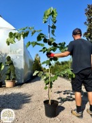 Cercis canadensis, Judaszowiec kanadyjski, 150-200cm, 12 odmian!
