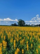 Łubin żółty szerokolistny mister ostatnie 15kg