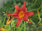 Hemerocallis / Liliowiec: Royal Ruby