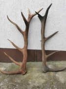 Poroże jelenia długość 73 cm. 