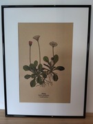 ROŚLINY BOTANIKA Plakat Obraz Vintage STOKROTKA