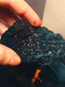 PRZEPIĘKNA EKIPA SPRZĄTAJĄCA - CZERWONY SKOCZOGONEK,owady,terrarystyka,wije