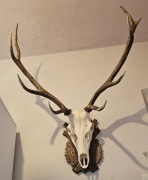 Poroże jelenia dziewiątak