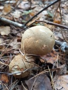 Podgrzybki zarodniki grzybnia podgrzybek zamszowy