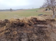 Oddam obornik koński nawóz duża ilość 