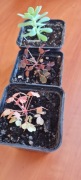 Szczawik Oxalis vulcanicola Oxalis burgundy sukulent Sedum Palmeri + gratis