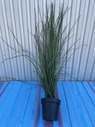 FEJKA Sztuczna roślina doniczkowa, Trawa, 17 cm