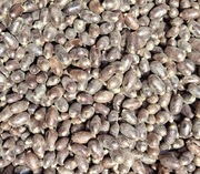 Kokony murarki ogrodowej 500 szt.