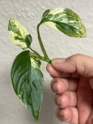 Monstera Adansonii Sp. Laniata Variegata - w  ukorzenianiu