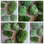 Żywy hodowlany mech 