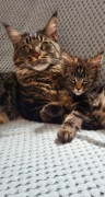 Kocięta Maine coon FPL/Fife